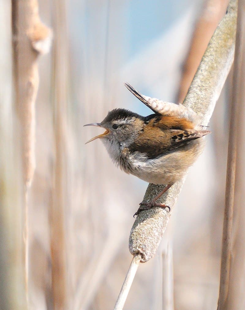 Marsh Wren