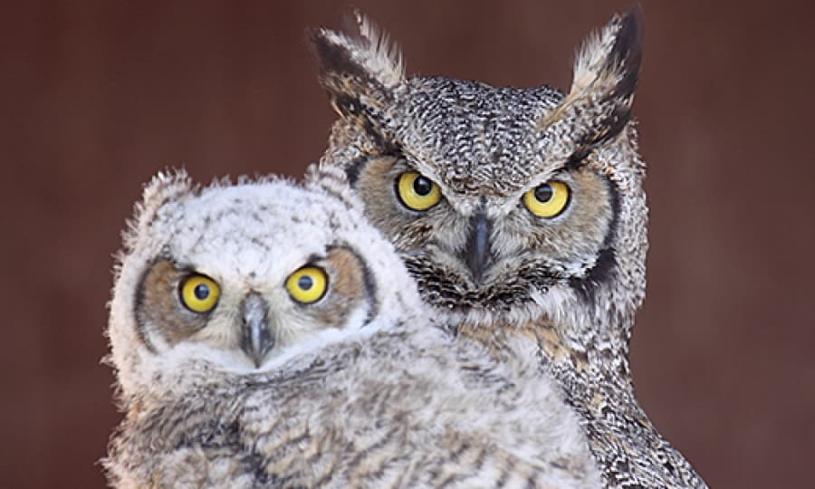 Great Horned Owl