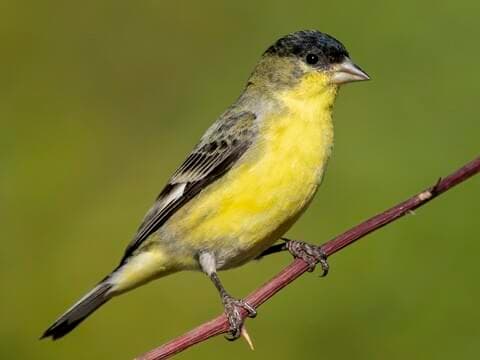 Lesser Goldfinch