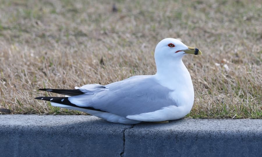 Ring-billed Gull