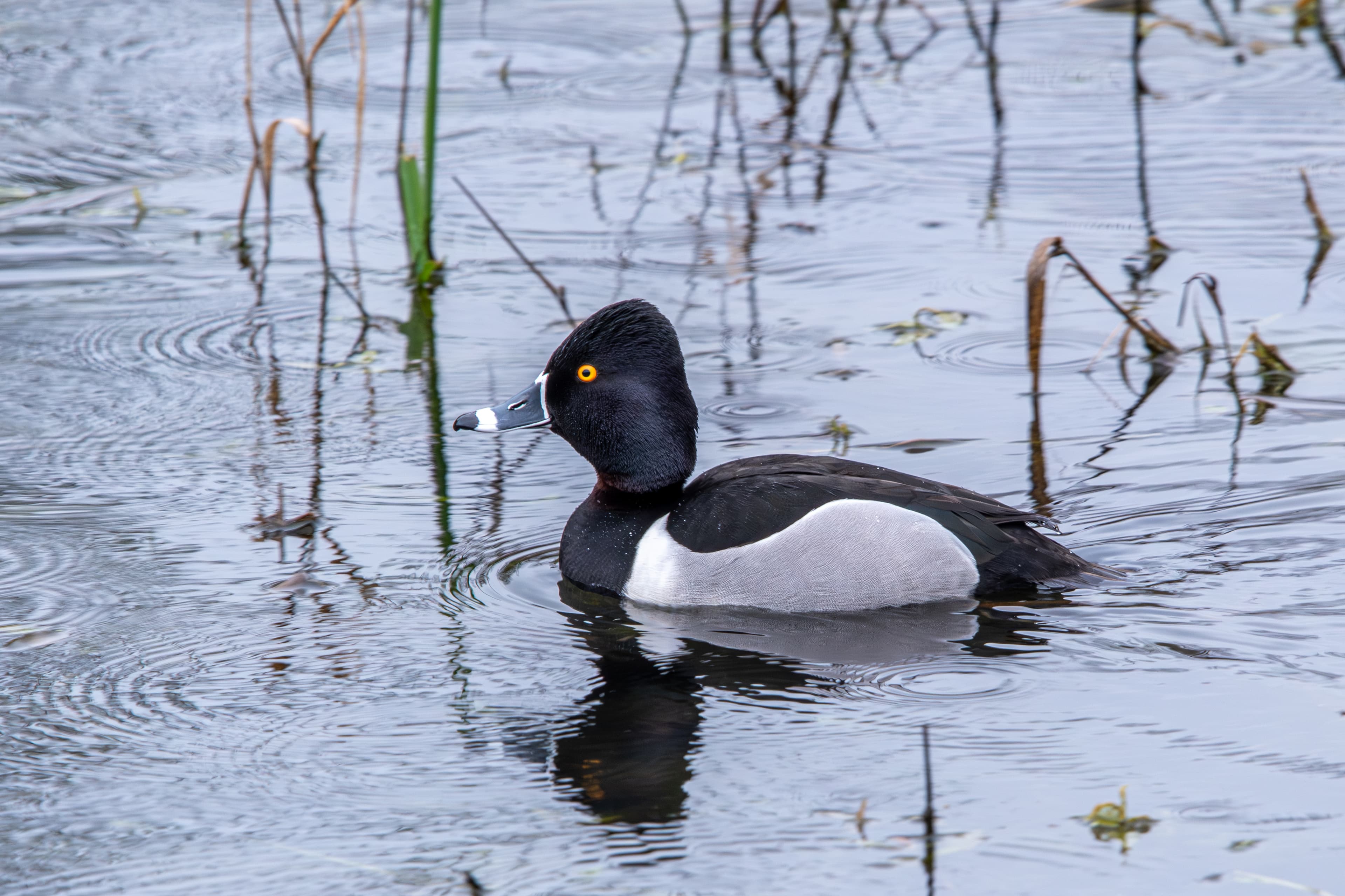 Ring Necked Duck