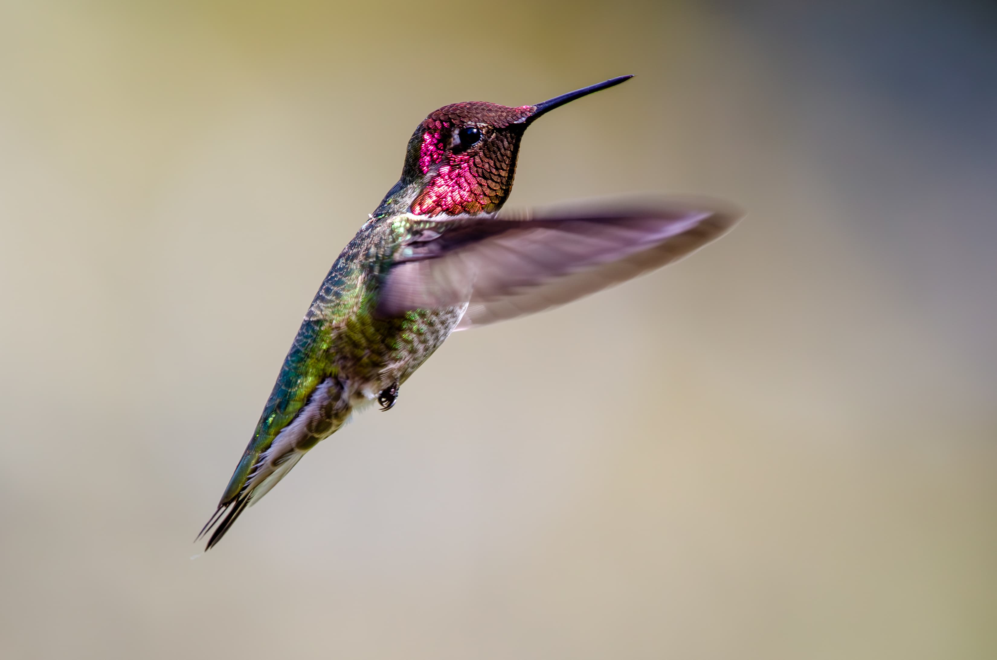 Annas Hummingbird