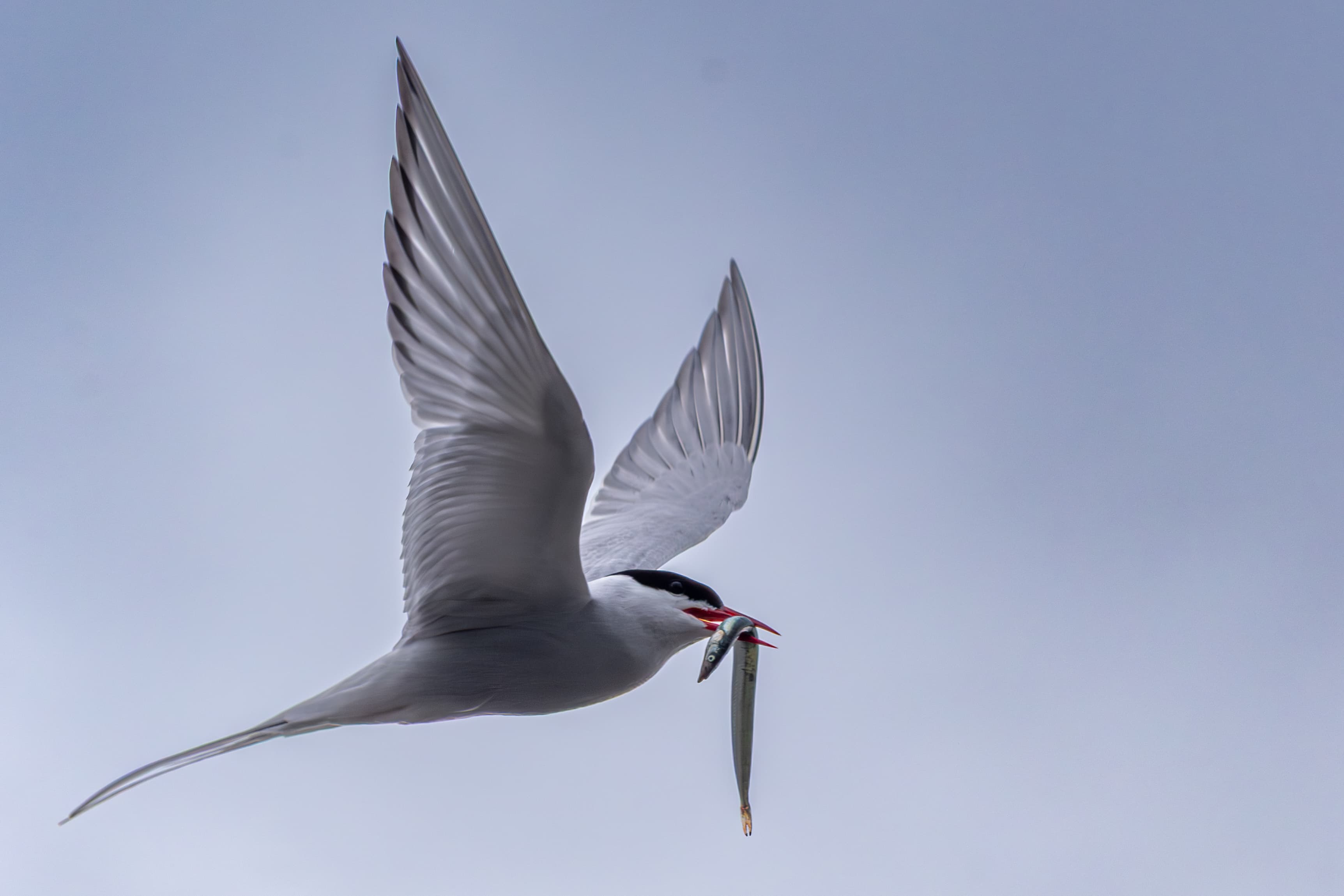 Arctic Tern