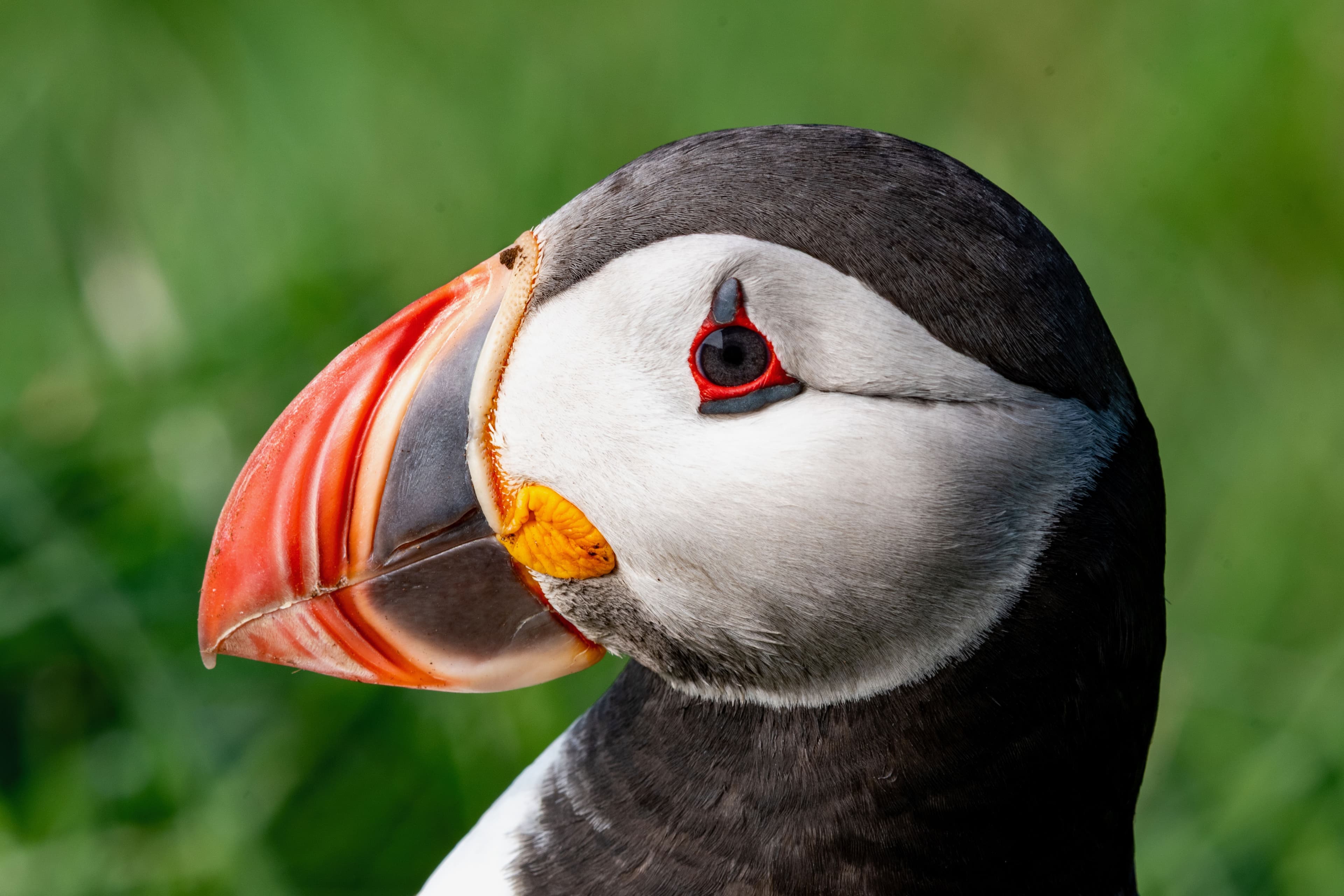 Atlantic Puffin