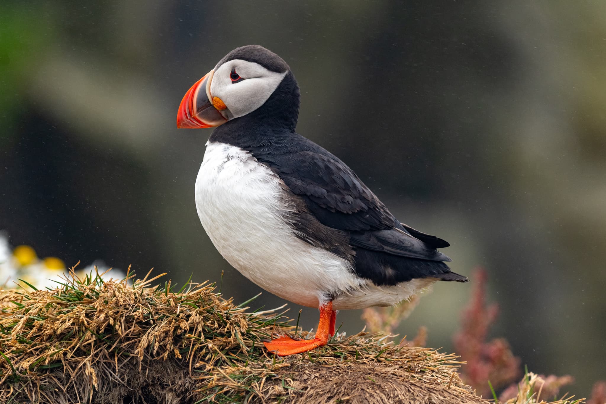 Atlantic Puffin