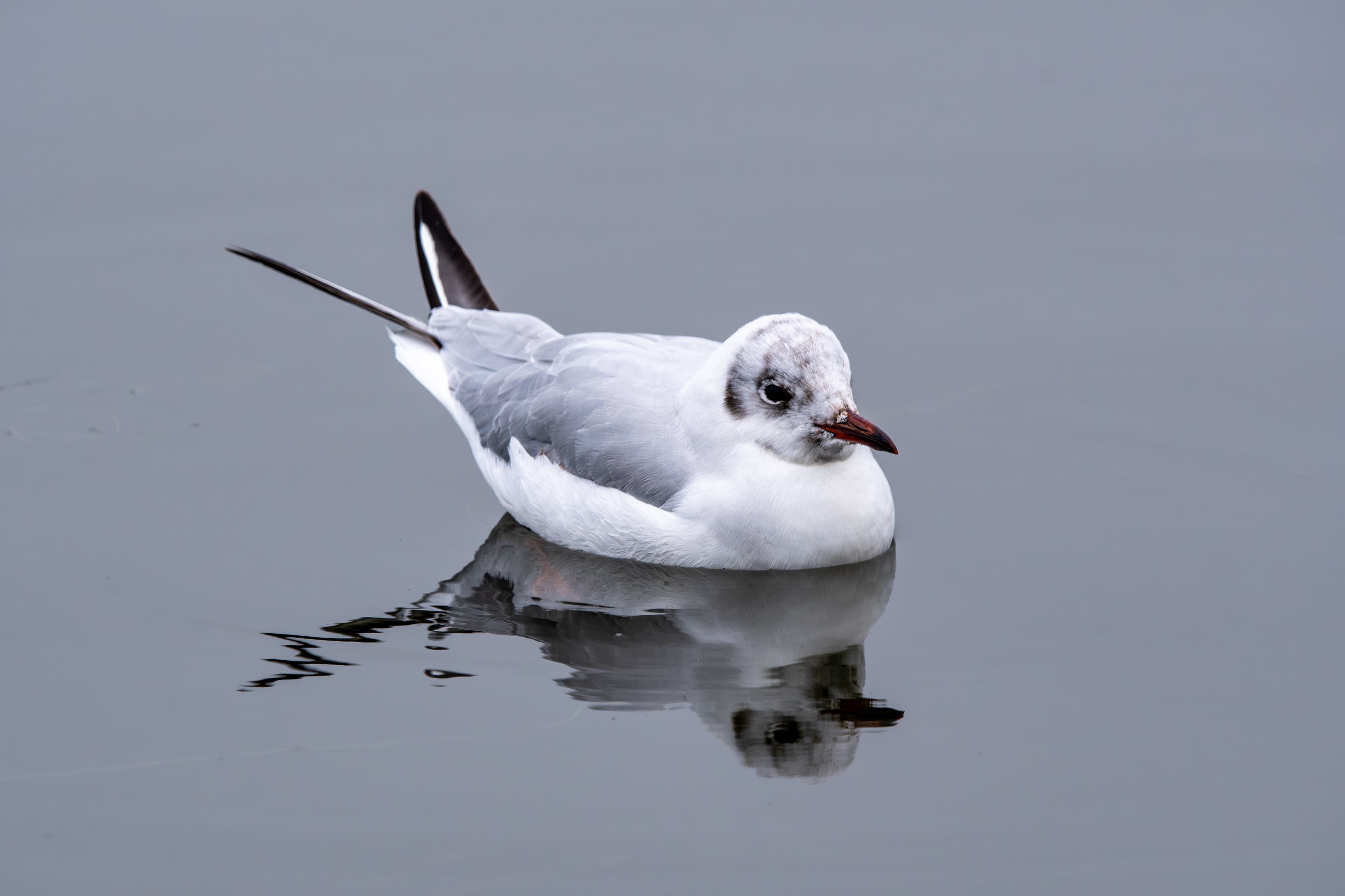 Black Headed Gull