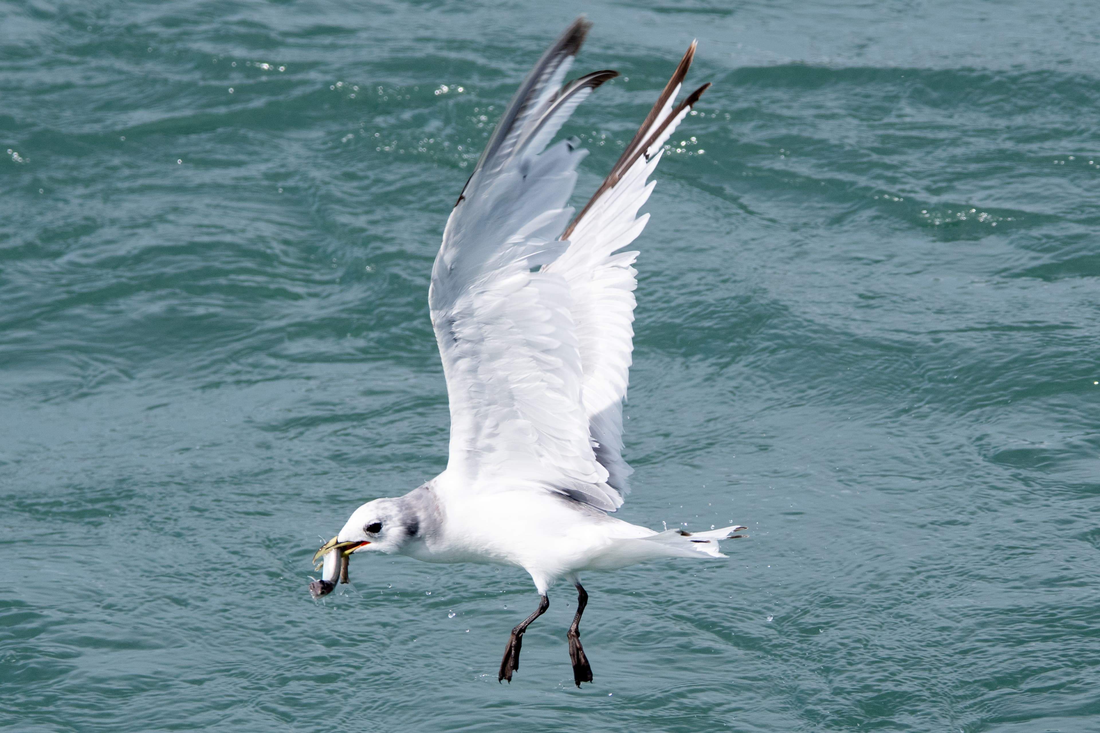 Black Legged Kittawake