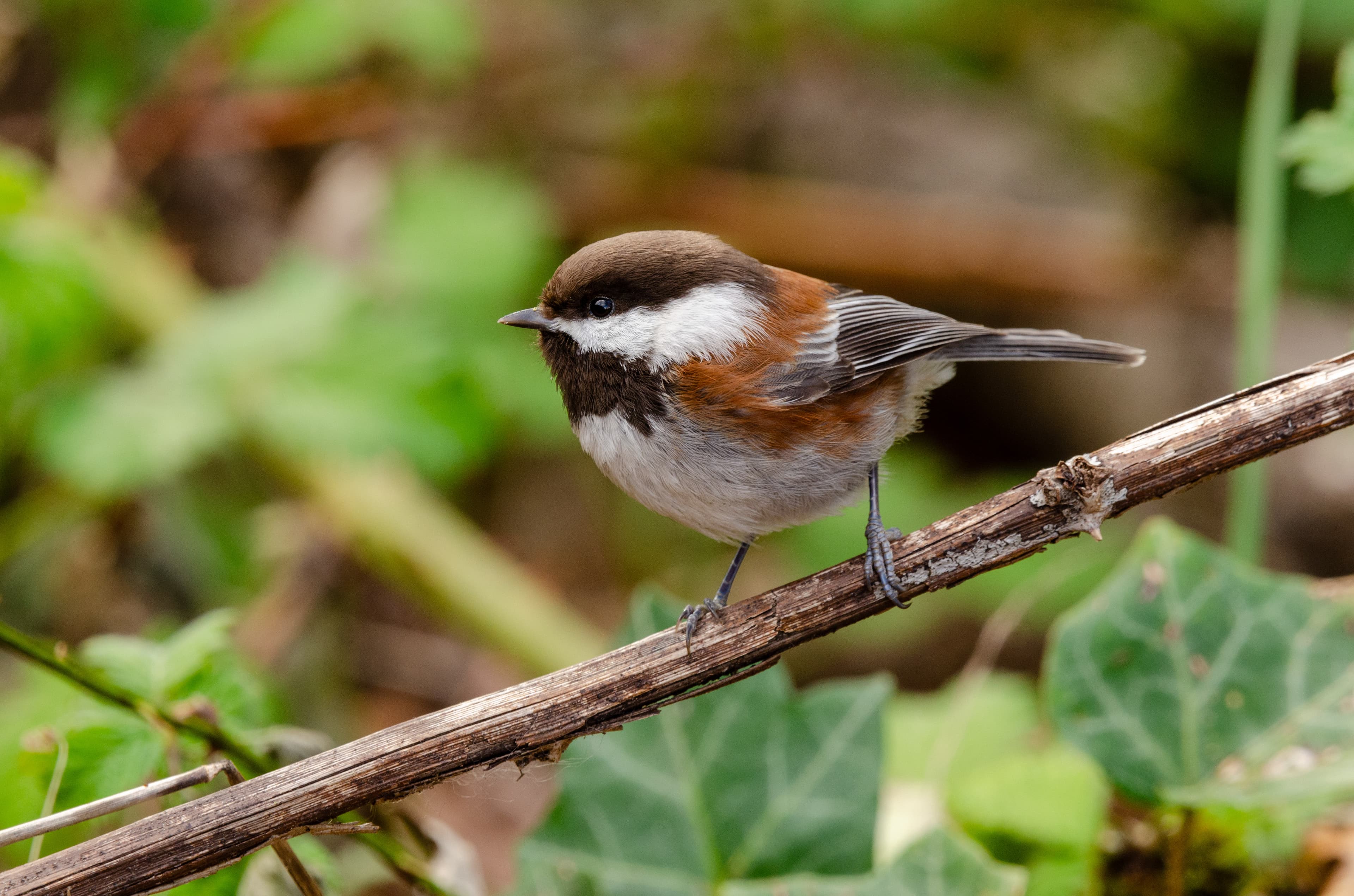 Chestnut Backed Chickadee