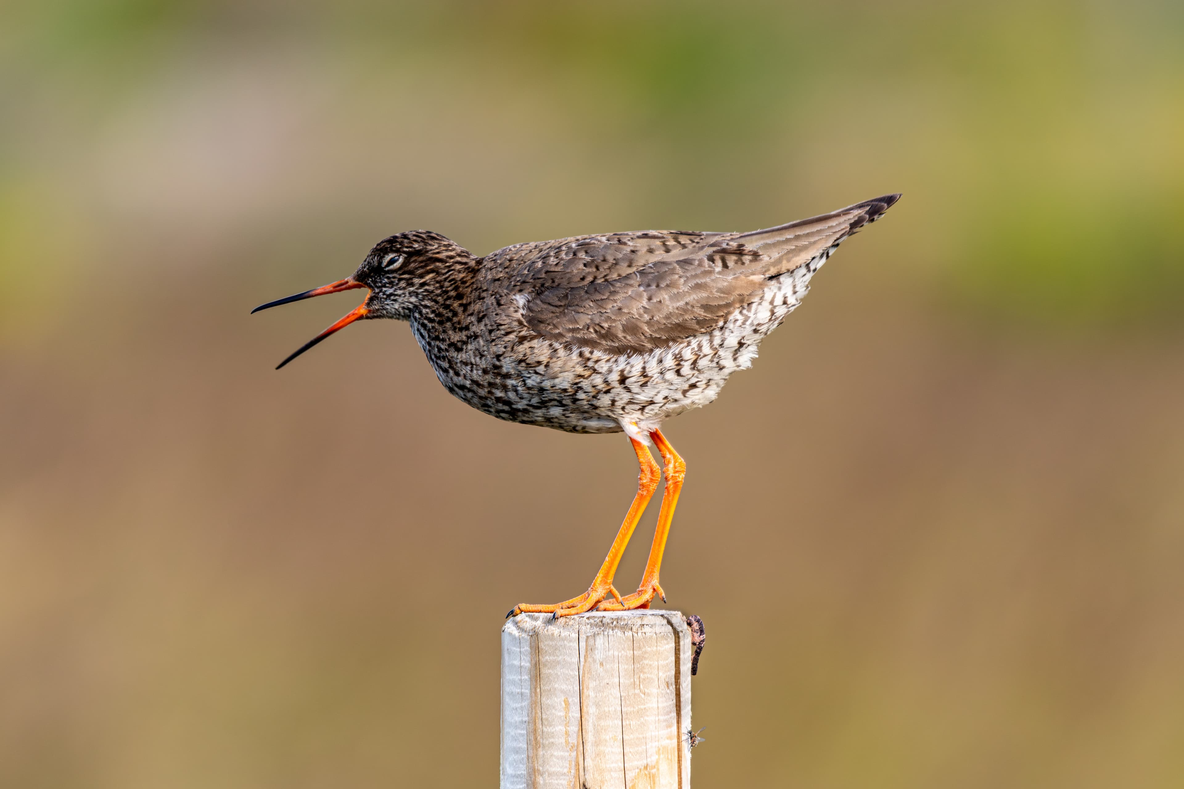 Common Redshank
