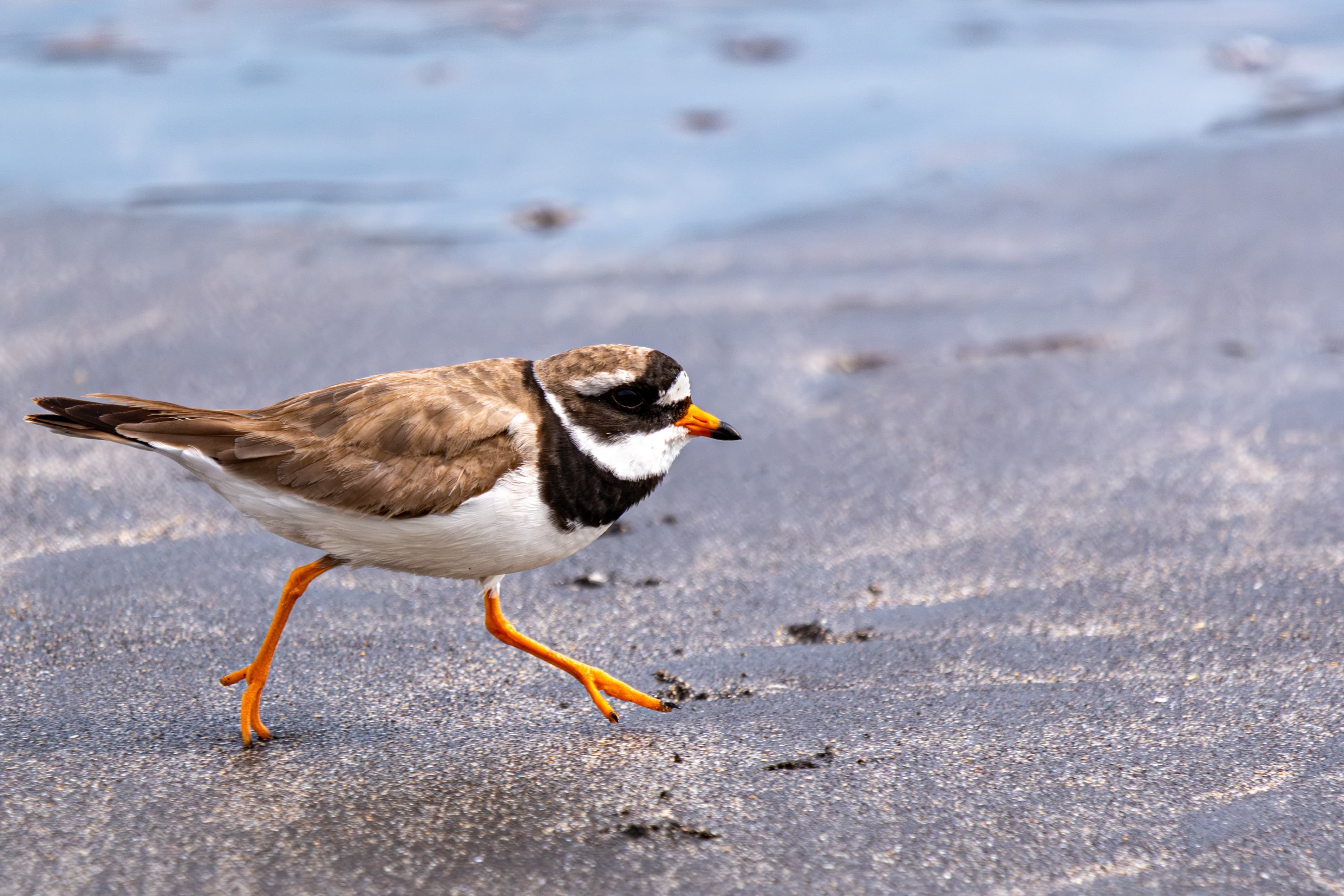 Common Ringed Plover