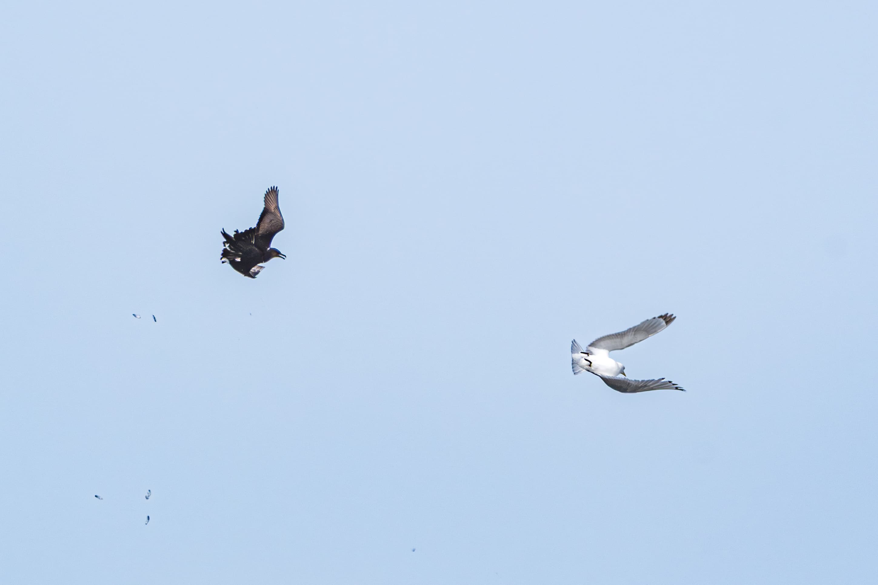 Fighting Birds