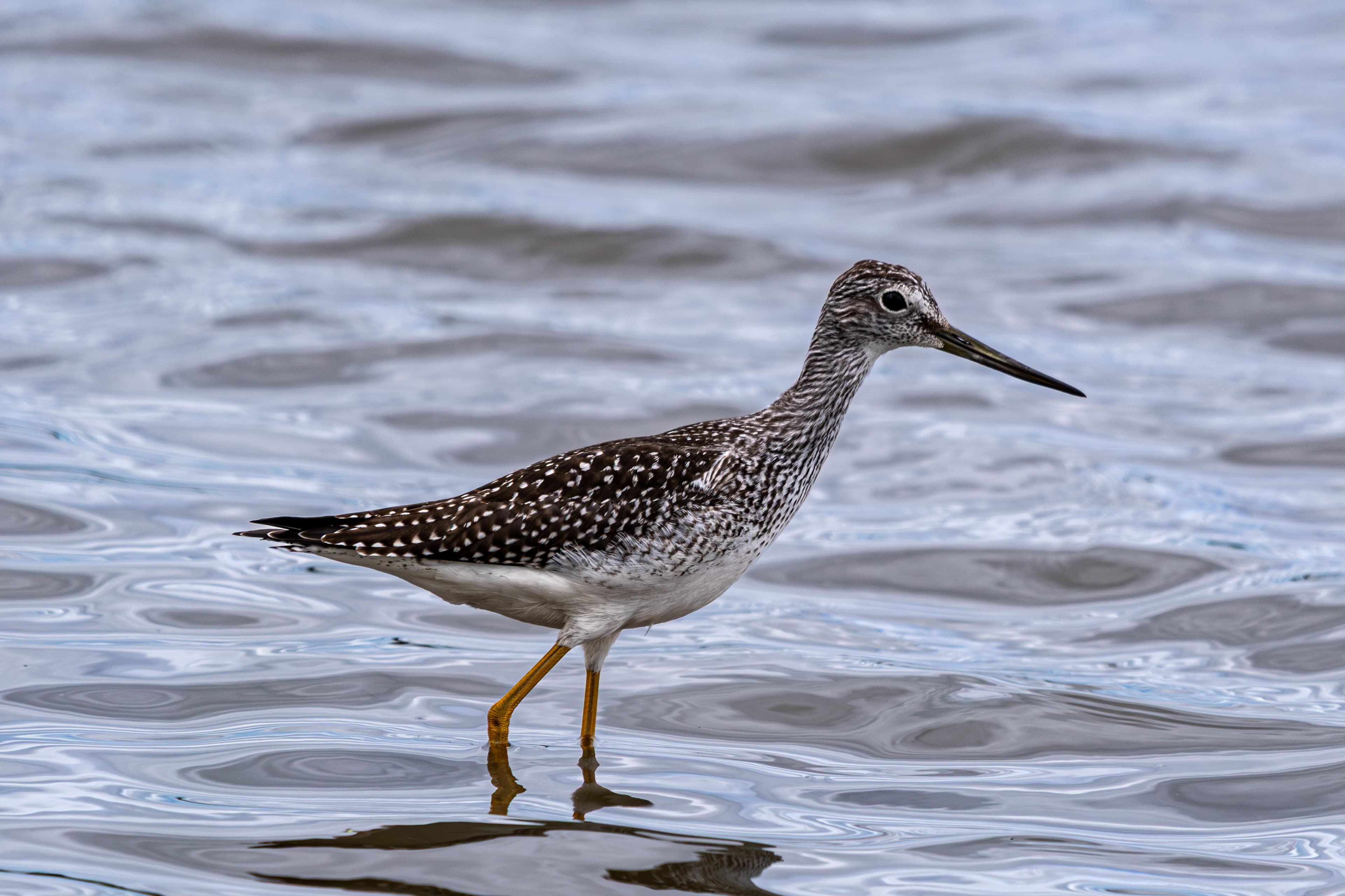 Greater Yellowlegs