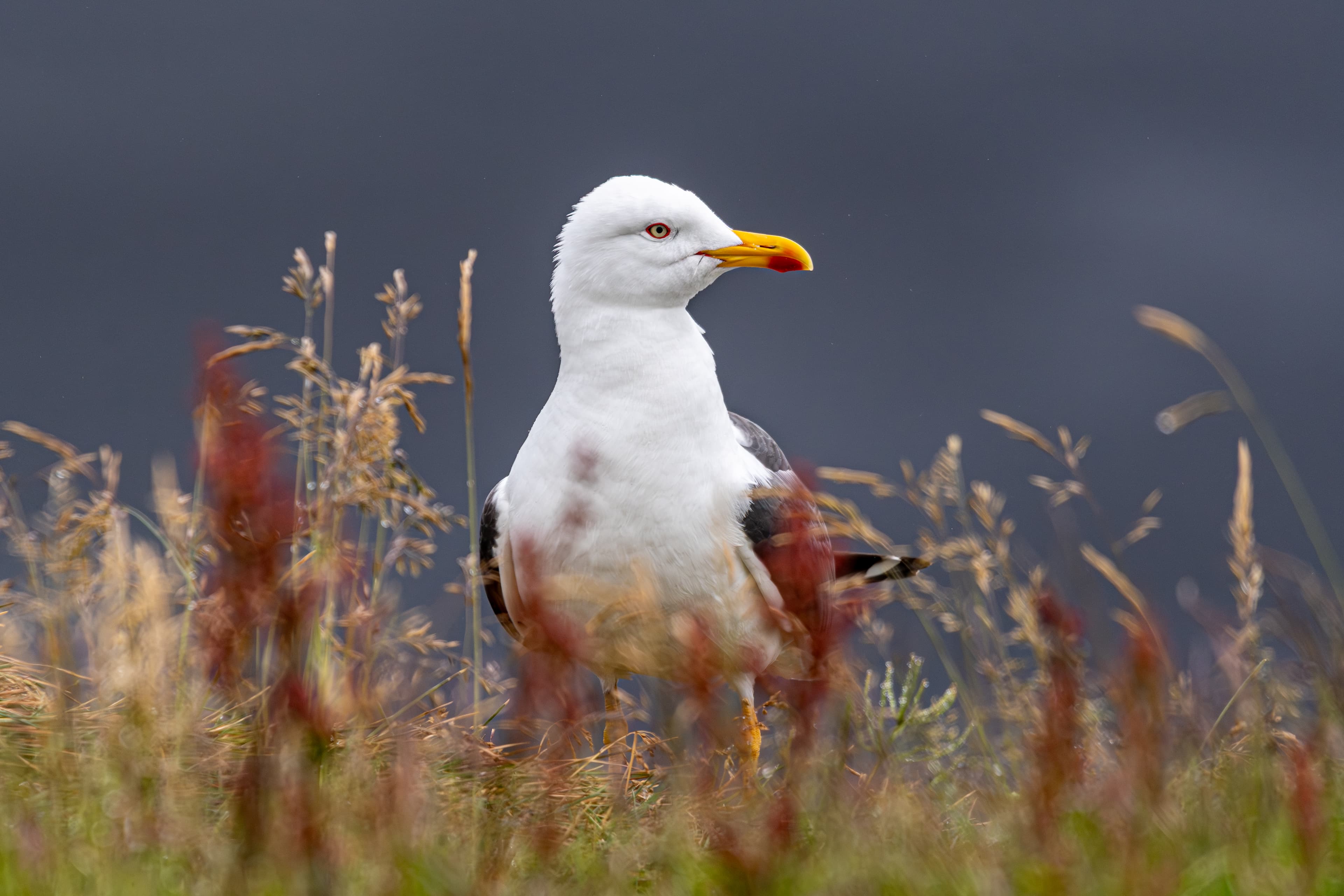Lesser Black Backed Gull