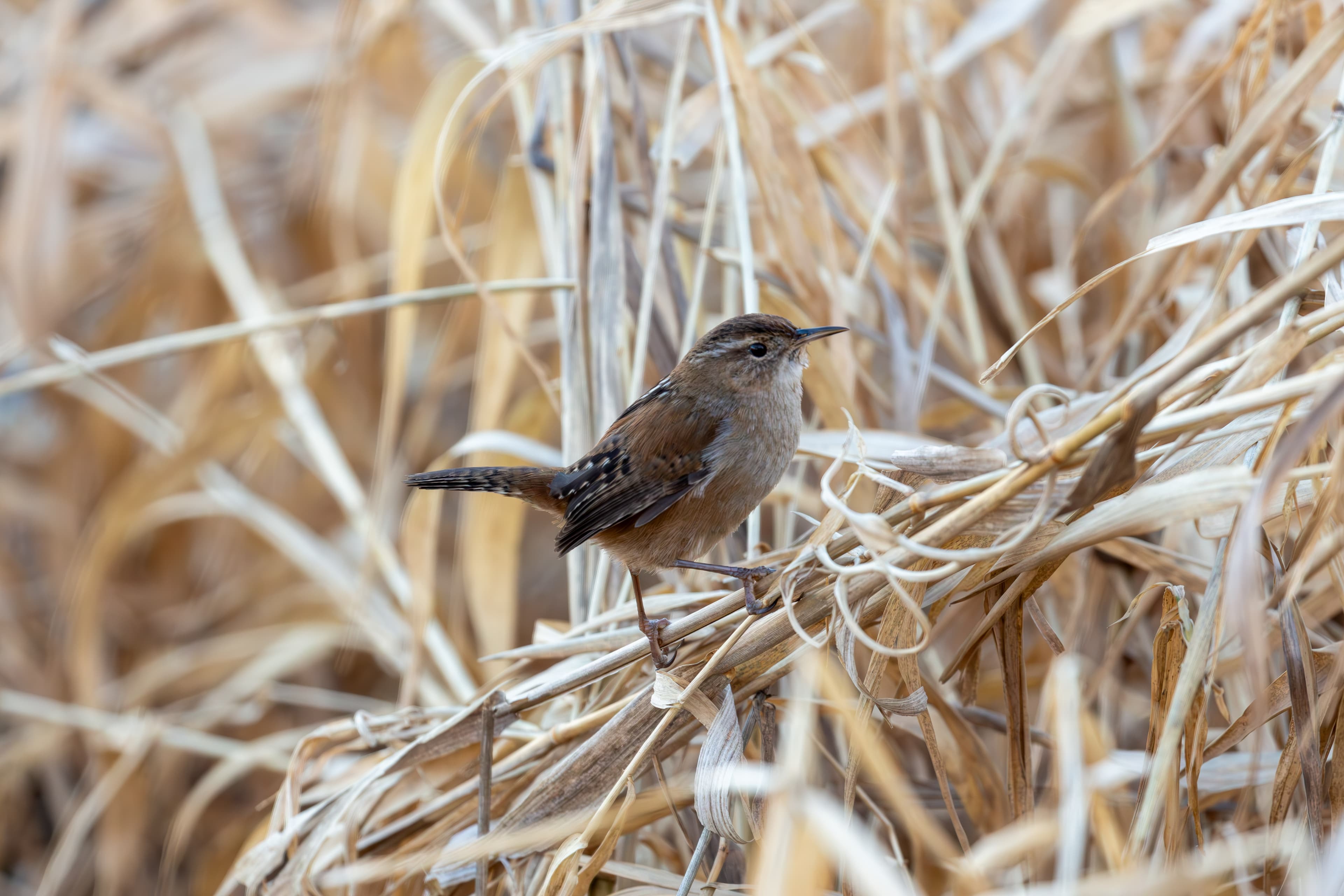 Marsh Wren
