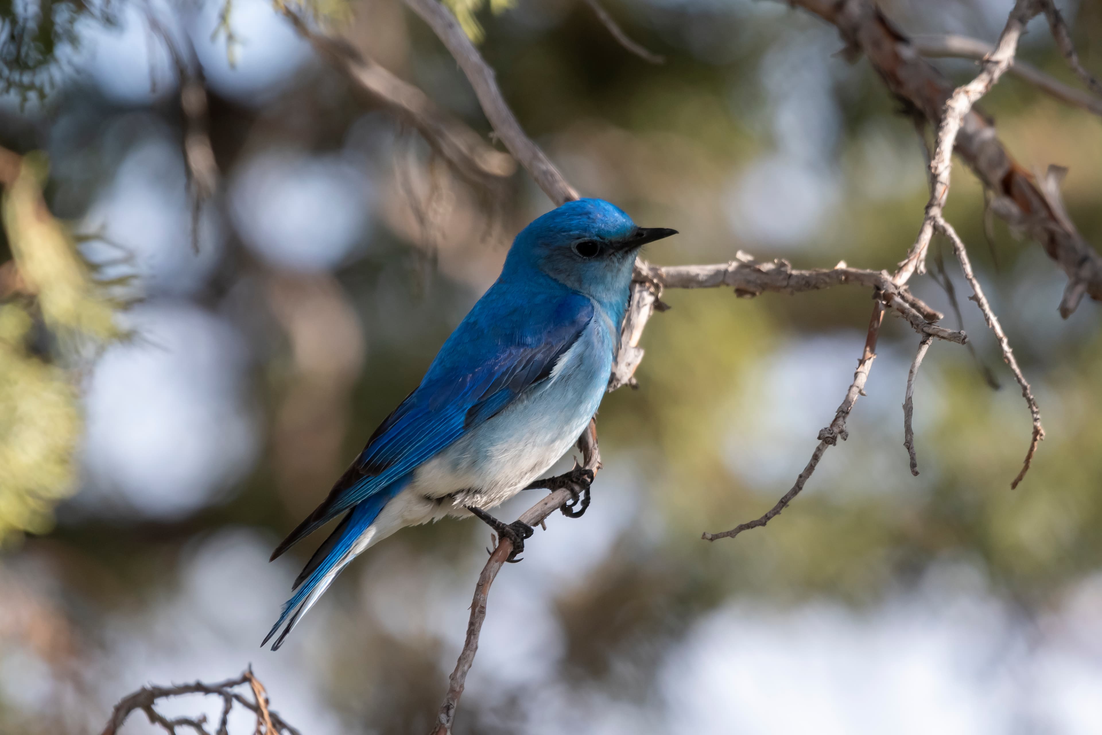 Mountain Bluebird