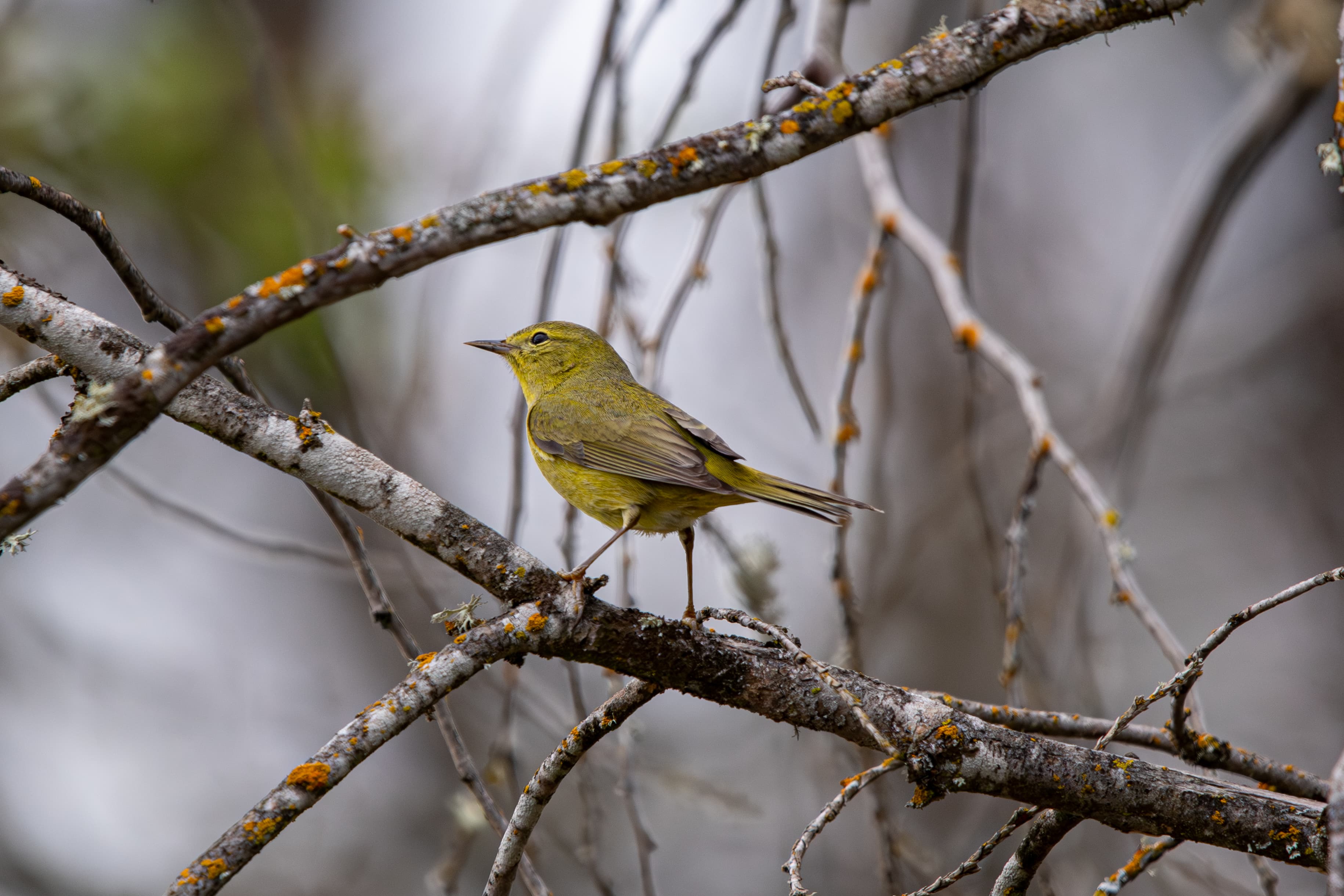Orange Crowned Warbler