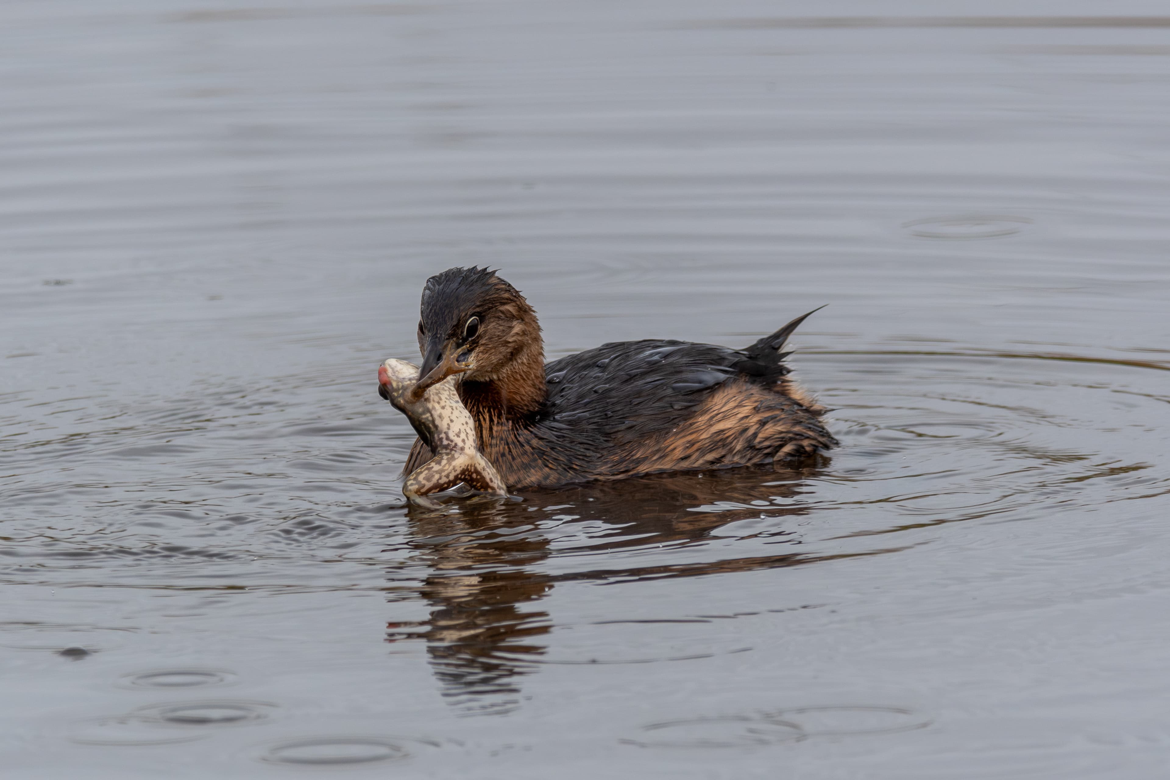 Pied Billed Grebe