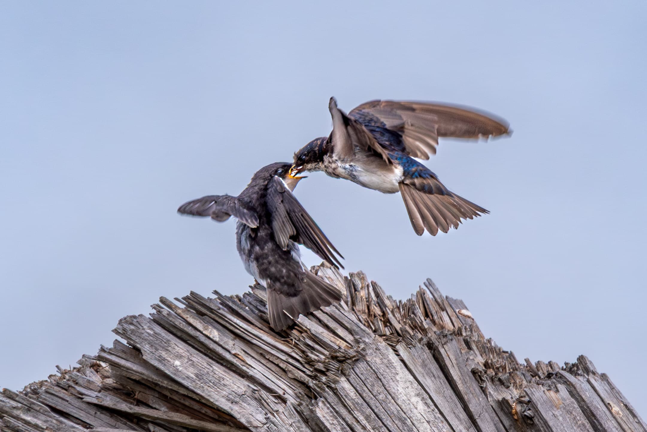 Tree Swallow