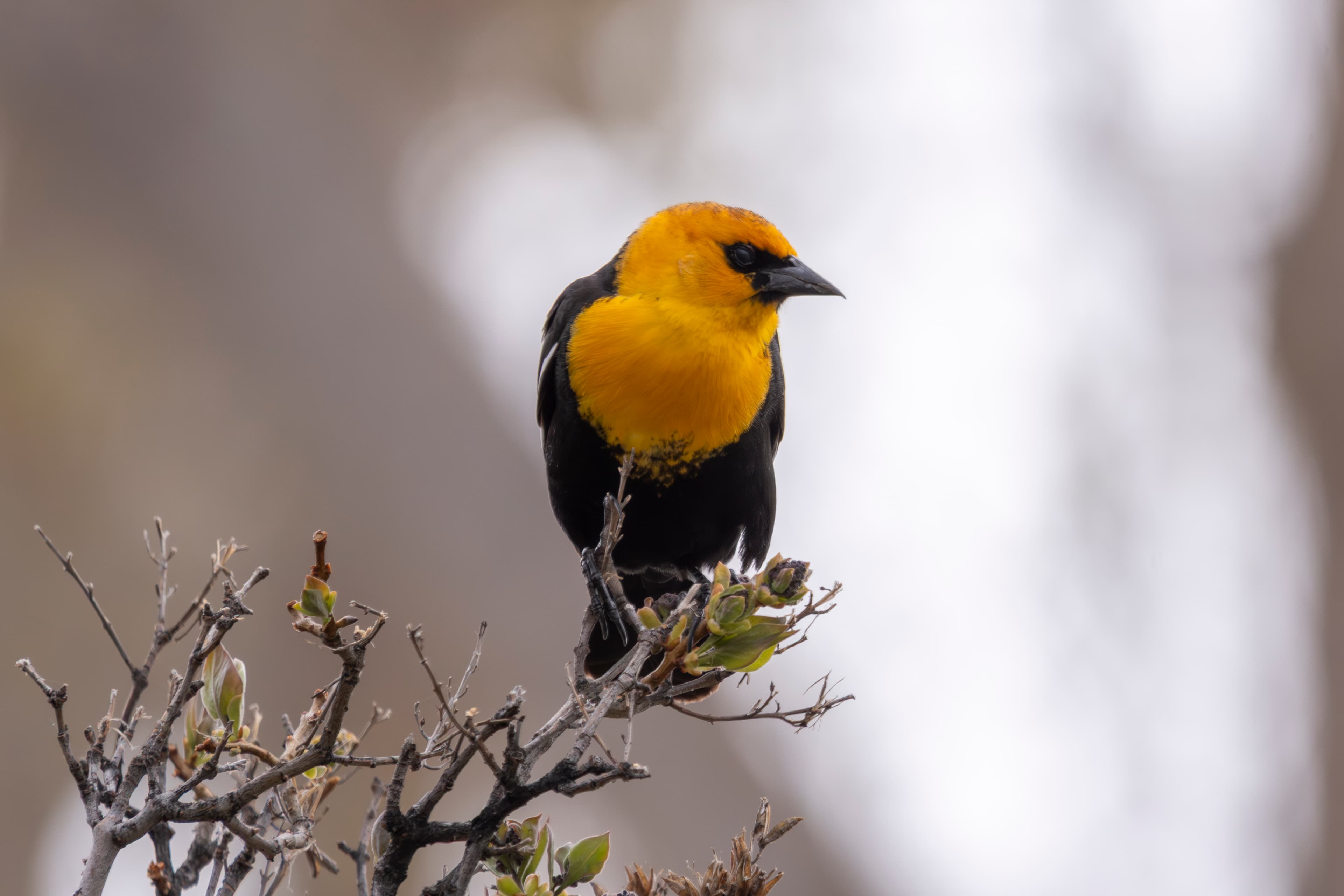 Yellow Headed Blackbird